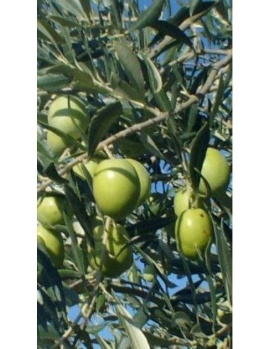 Pianta di olivo ascolana in fitocella (da mensa)
