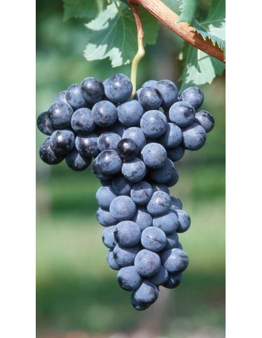 Pianta di Vite Merlot (barbatelle)