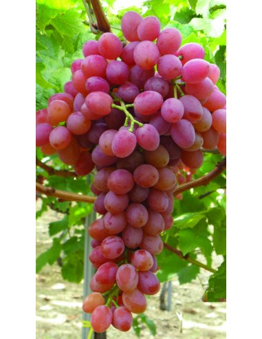 Pianta di Vite Crimson Seedless Ø15