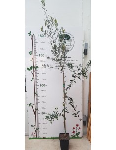 Pianta di Olivo Grossa di Spagna (da mensa) in Fitocella 2