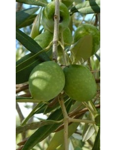 Pianta di Olivo Grossa di Spagna (da mensa) in Fitocella