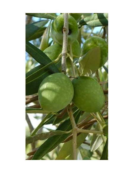 Pianta di Olivo Grossa di Spagna (da mensa) in Fitocella