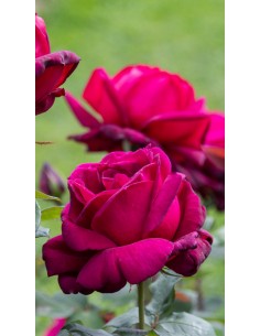 Rosa “Notturno” – Ibrido Tea rosso vellutato