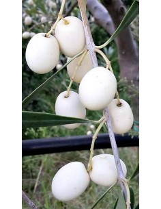 Pianta di Olivo Leucocarpa in Vaso da 18 cm