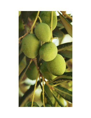 Pianta di olivo nocellara del belice in fitocella