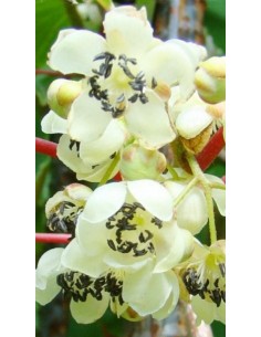 Pianta di Kiwi Arguta (impollinatore) Ø20