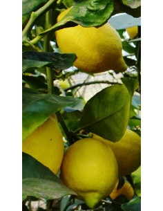 Spremi Limone Giallo - Vendita online e consegna a domicilio - Paladino  Fruits