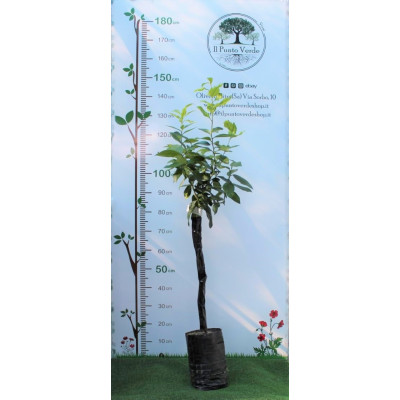 Limone Verna Fitocella – Citrus Limon a Maturazione Tardiva