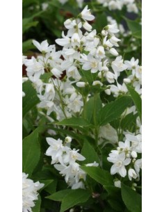 Pianta di Detuzia Ø19