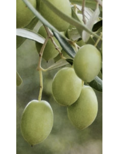 Pianta di olivo giaraffa in fitocella (da mensa)