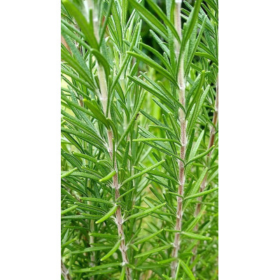 Rosmarino Officinale Vaso 14 – Pianta Aromatica Sempreverde per Cucina e Giardino