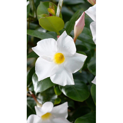 Dipladenia Vaso 14 – Pianta da Fiore per Balcone con Fioritura Prolungata