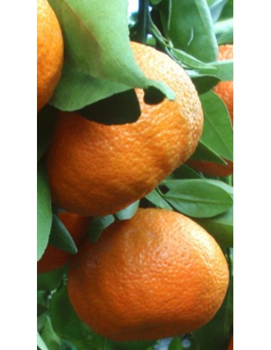 Pianta di mandarino comune in fitocella