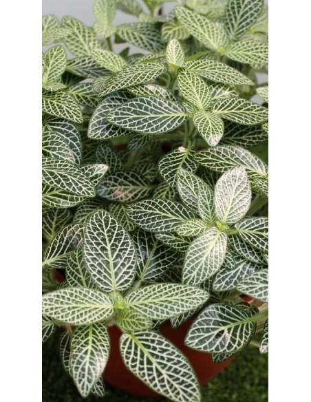 Fittonia Albivenis in Vaso da 15 cm