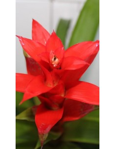 Bromelia Guzmania 2