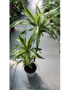 Dracaena Dorado Ø21