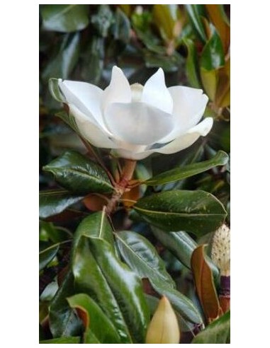 Magnolia grandiflora francois treyve Ø22