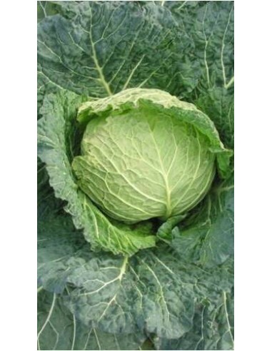 Piantine di Cavolo Verza Savoy king - PACK 10 PIANTINE