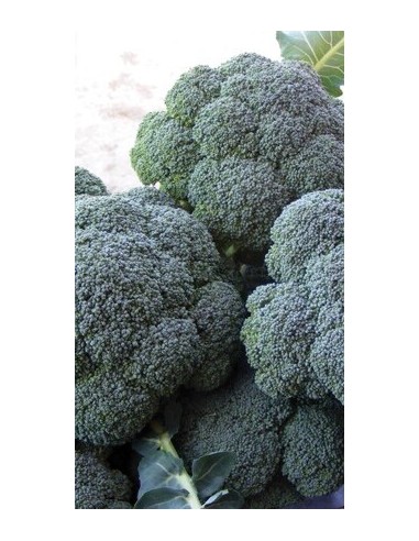 Cavolo broccolo ramoso Calabrese - PACK 10 PIANTINE