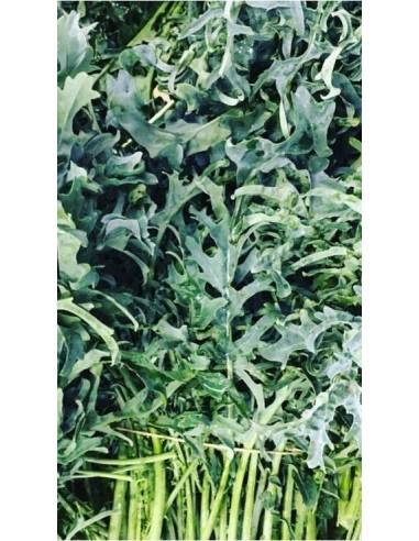 Broccolo Spigariello Riccio - PACK 10 PIANTINE