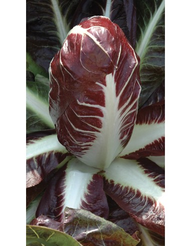 Radicchio lungo - PACK 7 PIANTINE