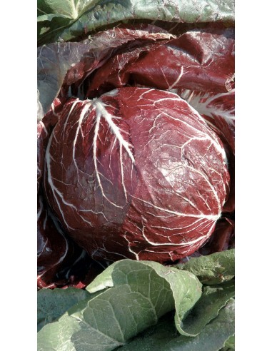 Radicchio tondo - PACK 7 PIANTINE