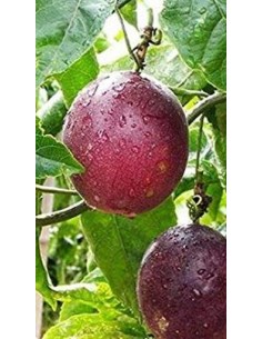 Pianta di Maracujá (passiflora edulis) Ø20