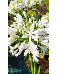 Pianta di Agapanto Bianco Ø26