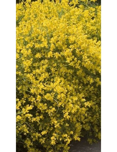 Pianta di Ginestra Iydia Ø19