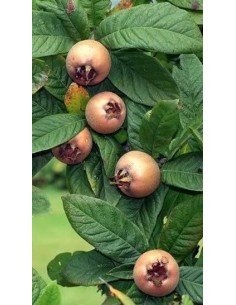 Pianta di Nespolo di Germania in Vaso da 20 cm