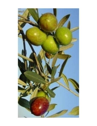 Pianta di olivo Itrana in fitocella (duplice attitudine)