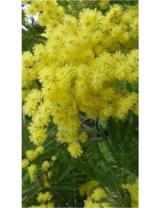 Pianta di Acacia Dealbata "Mimosa" Ø 20