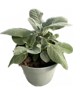 Salvia grandifolia Ø14 2