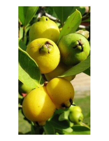 Pianta di Guava gialla Ø20