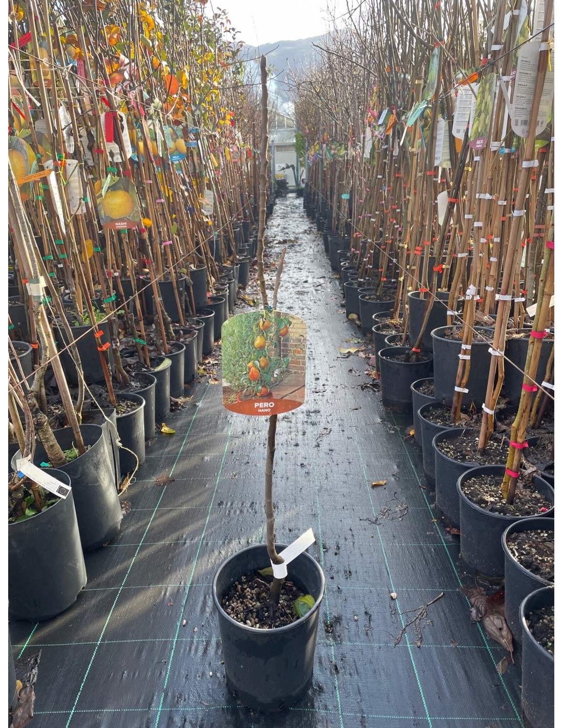 Melo Cotogno O Cydonia Oblonga - Foto 7