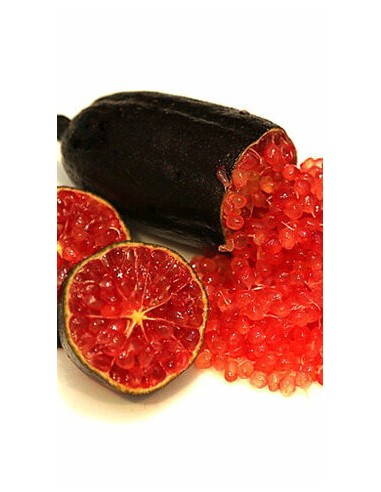 Pianta di Limone Caviale rosso Ø20 (innesto basso)