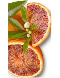 Pianta di Arancio Sanguinello in Fitocella