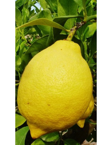 Limone verna Ø26