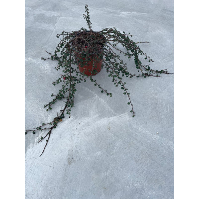 Pianta di Cotoneaster P. Queen of Carpets Ø19