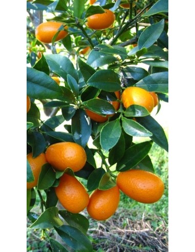 Pianta di mandarino cinese kumquat innesto basso Ø20