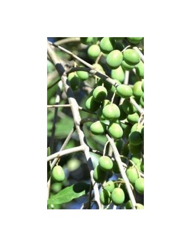 Pianta di olivo ravece in fitocella