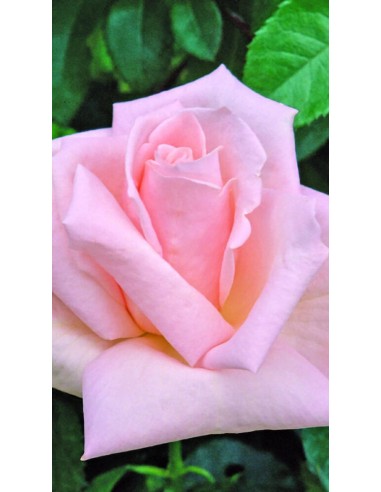 Pianta di rosa Donna Marella Agnelli® Ø20