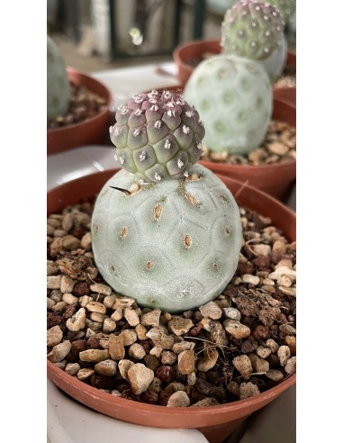 Pianta di tephrocactus geometricus Ø10,5