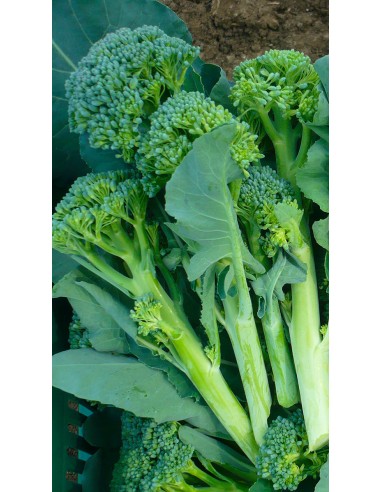 Broccolo natalino - PACK 10 PIANTINE