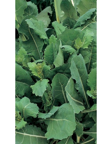 Broccolo Spigariello Liscio - PACK 10 PIANTINE