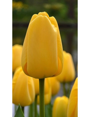 Tulipano "Golden parade" 1pz
