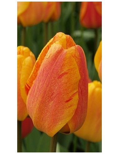 Tulipano "Beauty of Apeldoorn" 1pz
