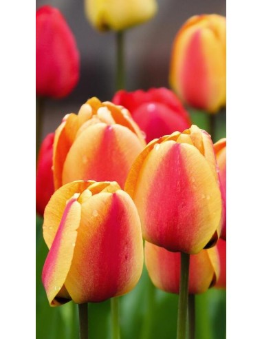 Tulipano "Apeldoorn Elite" 1pz