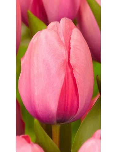 Tulipano "Pink impression" 1pz