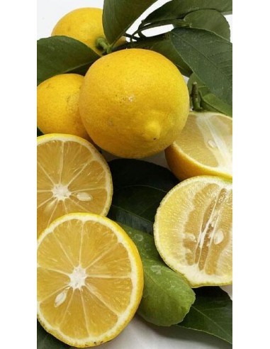 Pianta di limone dolce in fitocella